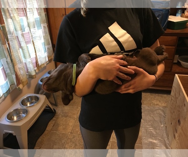 Medium Photo #7 Labrador Retriever Puppy For Sale in FREDERICK, MD, USA