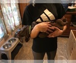 Small Photo #7 Labrador Retriever Puppy For Sale in FREDERICK, MD, USA