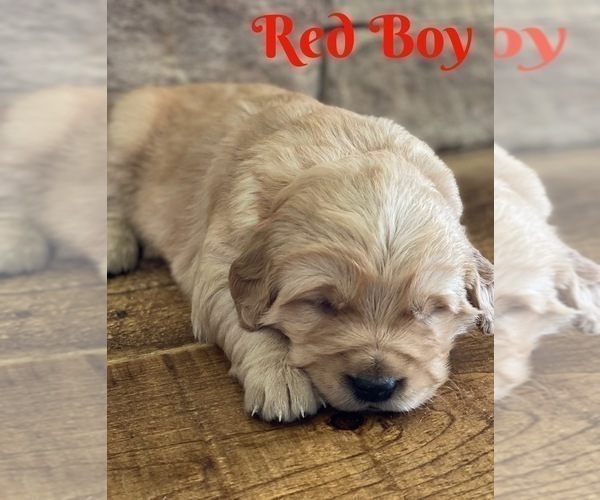 Medium Photo #9 Golden Retriever Puppy For Sale in ROGERSVILLE, MO, USA