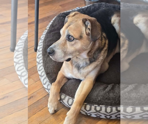 Medium Photo #2 German Shepherd Dog-Unknown Mix Puppy For Sale in Overland Park, KS, USA