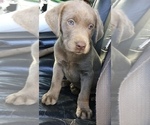 Small Photo #1 Labrador Retriever Puppy For Sale in SAINT CLOUD, MN, USA