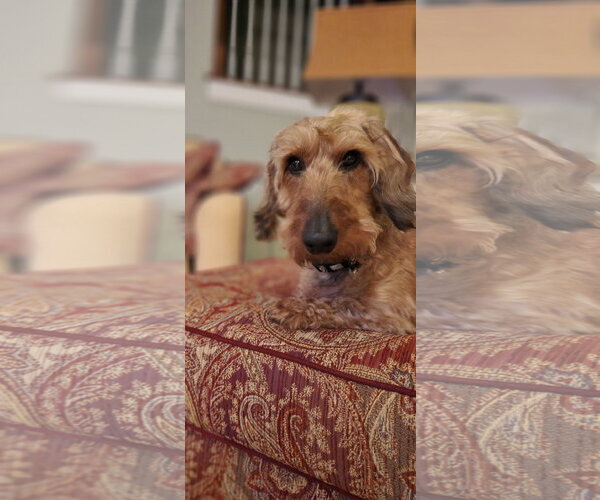 Medium Photo #2 Dachshund Puppy For Sale in Fruitland, SC, USA