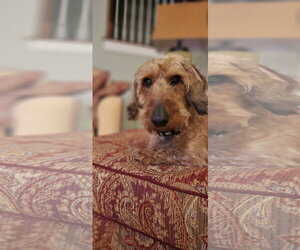 Fritz3 (Bonded with Louie4) In North Carolina - Male Dachshund Dog for Adoption - Photo #2