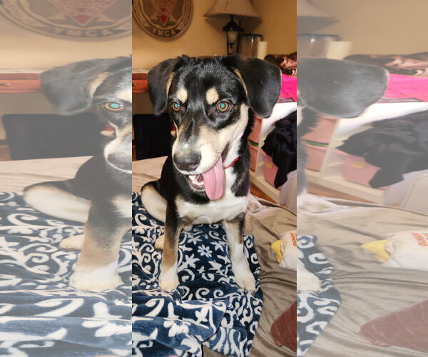 Medium Photo #9 Mutt Puppy For Sale in Doylestown, PA, USA