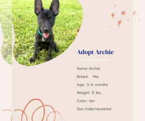 Mutt Dogs for adoption in Naples, FL, USA