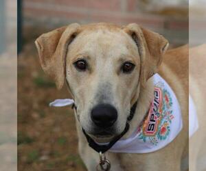 Labrador Retriever-Unknown Mix Dogs for adoption in San Antonio, TX, USA