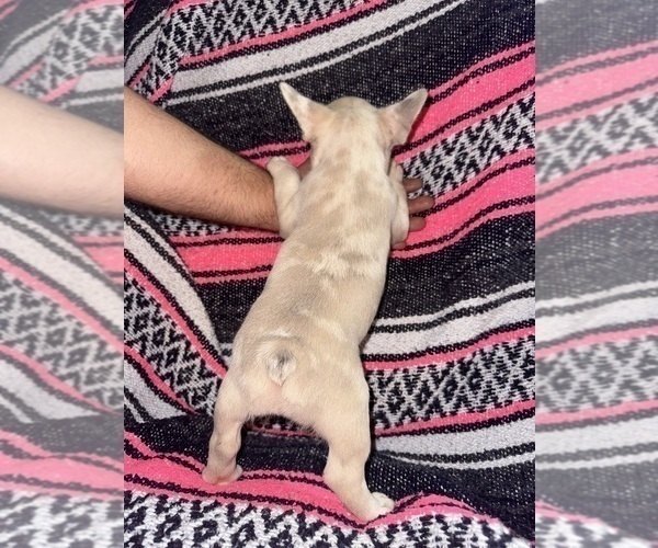 Medium Photo #3 French Bulldog Puppy For Sale in MICANOPY, FL, USA