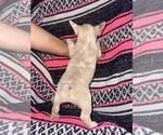 Small #2 French Bulldog