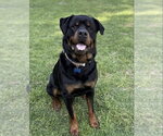 Small Rottweiler