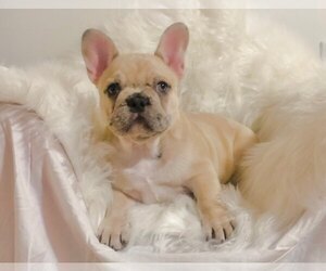 French Bulldog Puppy for sale in BLOOMINGTON, MN, USA