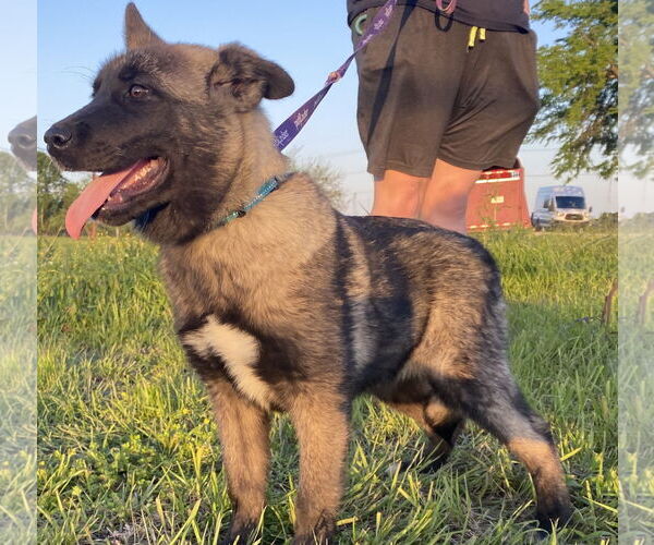 Medium Photo #1 Akita-Anatolian Shepherd Mix Puppy For Sale in Pottstown, PA, USA