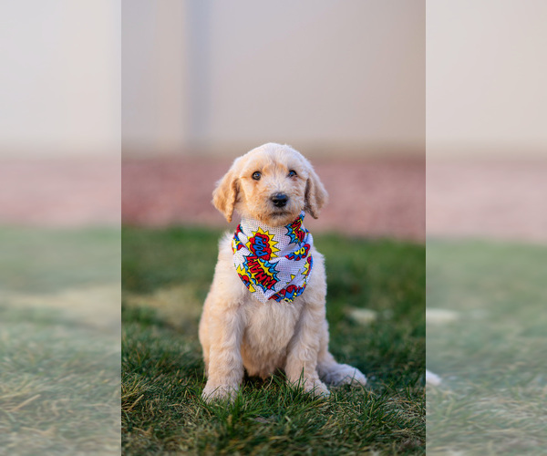 Medium Photo #10 Goldendoodle Puppy For Sale in COLORADO SPRINGS, CO, USA
