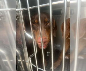 Redbone Coonhound Dogs for adoption in West Palm Beach, FL, USA