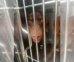 Small Redbone Coonhound