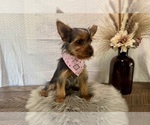 Sharla - Female Yorkshire Terrier Puppy for Sale - Photo #2