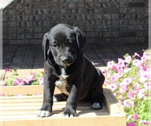 Dalmatian-English Cream Golden Retriever Mix Puppy for sale in FREDERICKSBURG, OH, USA