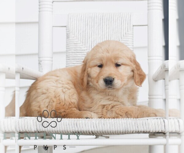 Medium Photo #3 Golden Retriever Puppy For Sale in COATESVILLE, PA, USA