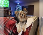 Small Photo #4 Yorkshire Terrier Puppy For Sale in SANDY, OR, USA