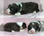 Small Photo #4 Aussiedoodle Puppy For Sale in BROOKER, FL, USA