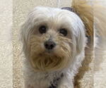 Small #3 Maltese Mix