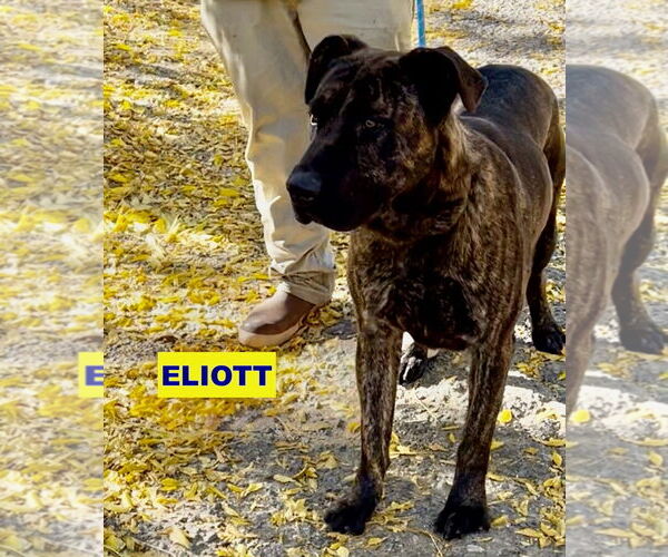 Medium Photo #2 Labrador Retriever-Unknown Mix Puppy For Sale in Woodland Hills, CA, USA