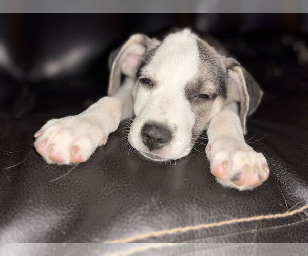 Medium Photo #7 Mutt Puppy For Sale in Fenton, MO, USA