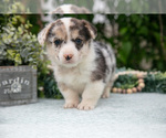 Small #2 Pembroke Welsh Corgi