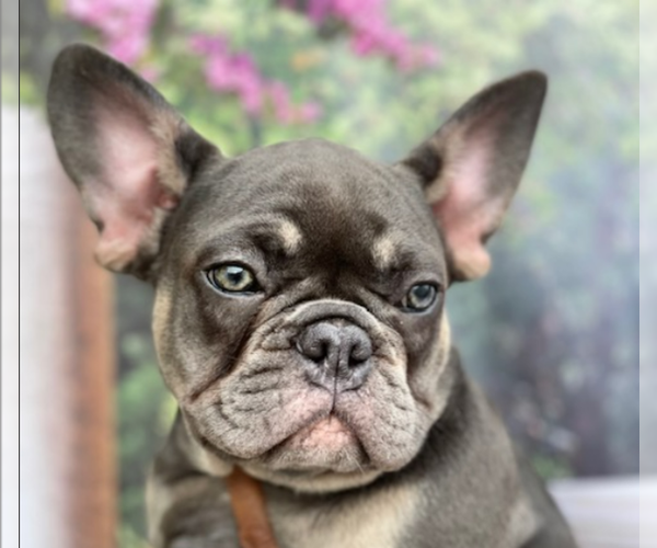 Medium Photo #1 French Bulldog Puppy For Sale in NEW ORLEANS, LA, USA