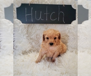 Goldendoodle Puppy for sale in NORTH VERNON, IN, USA