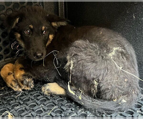 Medium Photo #1 German Shepherd Dog-Unknown Mix Puppy For Sale in Downey, CA, USA