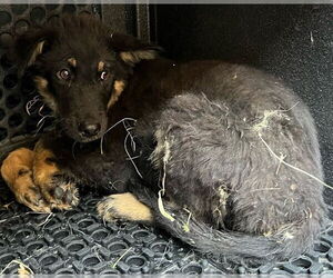 Medium German Shepherd Dog Mix