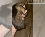 Small Photo #14 German Shepherd Dog Puppy For Sale in VICTORIA, TX, USA