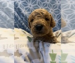 Small Photo #1 Goldendoodle-Poodle (Miniature) Mix Puppy For Sale in CHARLOTTE, NC, USA