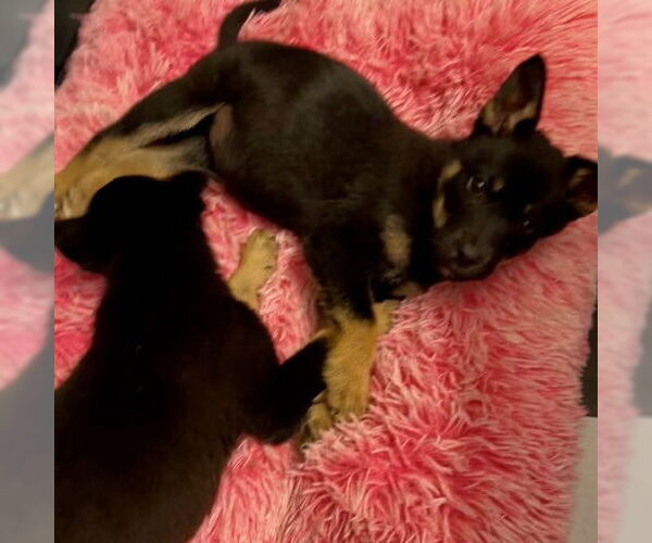 Medium Photo #3 Mutt Puppy For Sale in Fargo, ND, USA