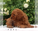 Small #4 Cavapoo