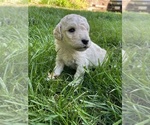 Small Photo #10 Poodle (Standard) Puppy For Sale in KEIZER, OR, USA