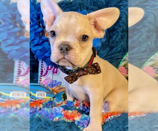 Medium Photo #3 French Bulldog Puppy For Sale in HEATHROW, FL, USA