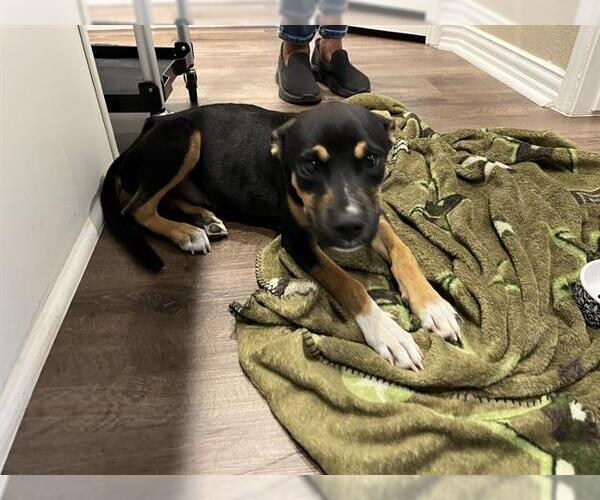 Medium Photo #1 Beagle-German Shepherd Dog Mix Puppy For Sale in Grand Prairie, TX, USA