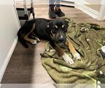 Small Beagle-German Shepherd Dog Mix