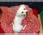 Small #10 Maltese