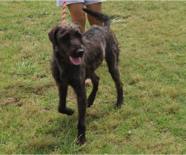 Medium Photo #5 Poodle (Standard) Puppy For Sale in Pacolet, SC, USA