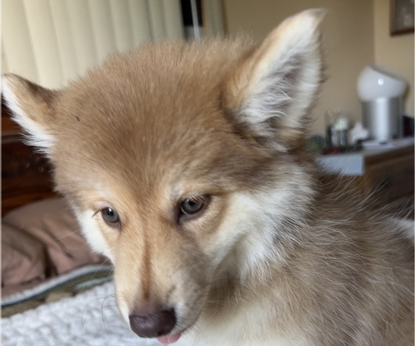 Medium Photo #1 Pomsky Puppy For Sale in NAPLES, FL, USA