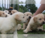 Small #6 Labrador Retriever