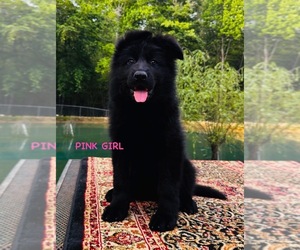 German Shepherd Dog Puppy for sale in GADSDEN, AL, USA