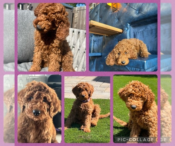 Medium Photo #4 Goldendoodle Puppy For Sale in OAKLAND, CA, USA