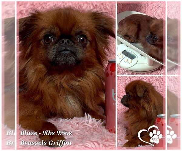 Medium Photo #1 Brussels Griffon Puppy For Sale in SPOKANE, WA, USA