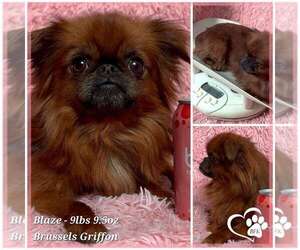 Father of the Brussels Griffon puppies born on 09/19/2025