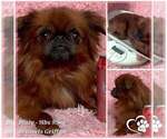 Small Photo #1 Brussels Griffon Puppy For Sale in SPOKANE, WA, USA