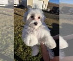 Small Photo #2 Maltese Puppy For Sale in GRANGEVILLE, ID, USA