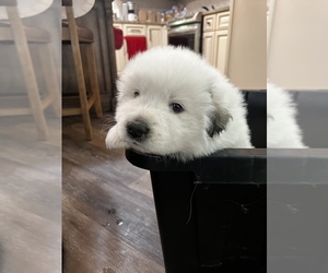 Great Pyrenees Puppy for sale in RICHFIELD, NC, USA